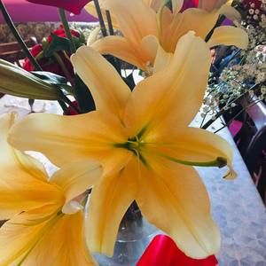 Meet your Posher, Elsa